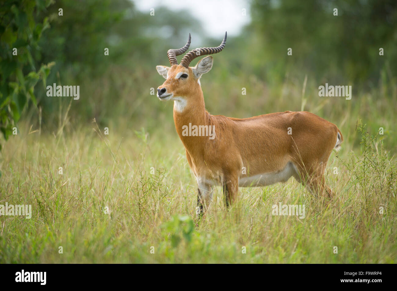 Uganda kob (Kobus kob), Semliki Wildlife Reserve, Uganda Stock Photo