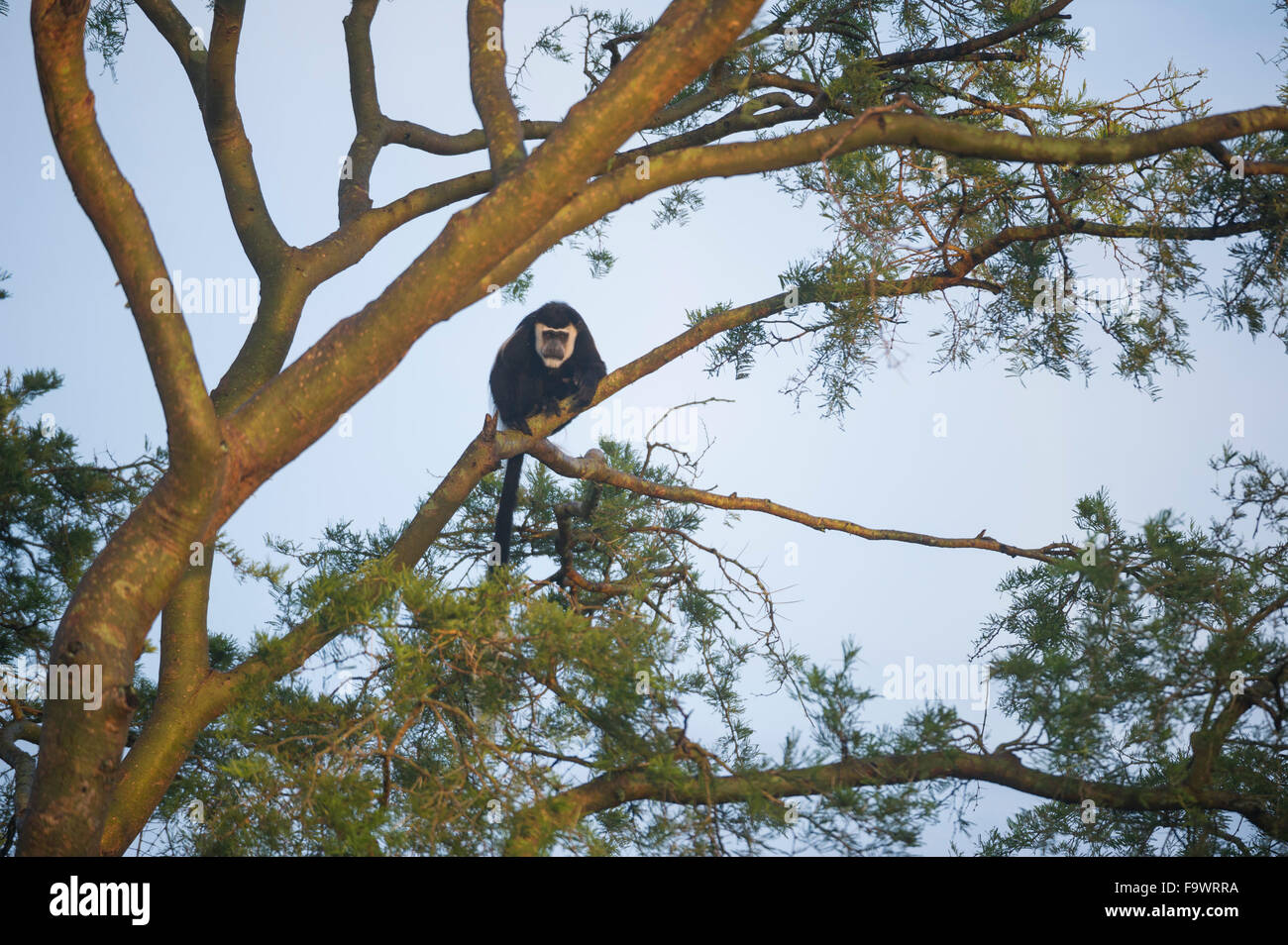 Black and white colobus (Colobus guereza), Semliki Wildlife Reserve, Uganda Stock Photo