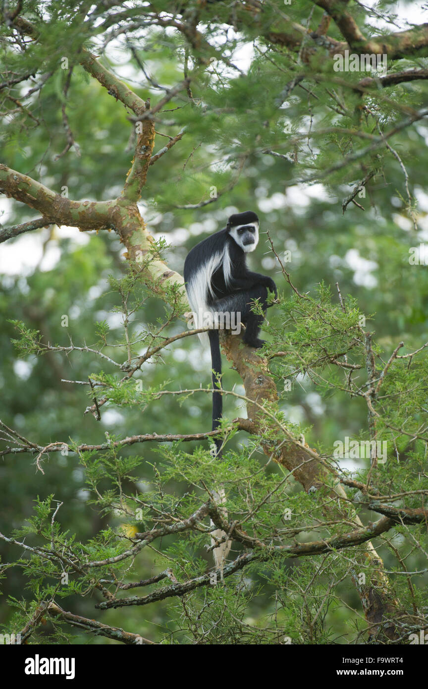 Black and white colobus (Colobus guereza), Semliki Wildlife Reserve, Uganda Stock Photo