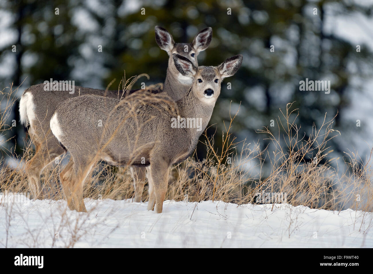 A mother and fawn mule deer standing on a hill in the fresh snow in rural Alberta Canada. Stock Photo