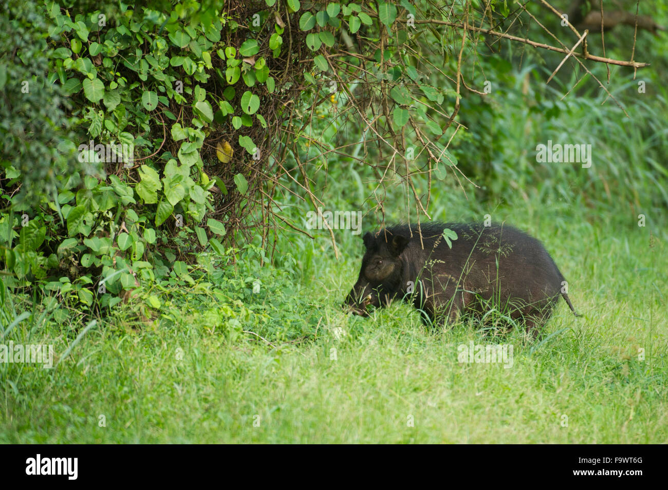 Giant forest hog (Hylochoerus meinertzhageni), Semliki Wildlife Reserve, Uganda Stock Photo
