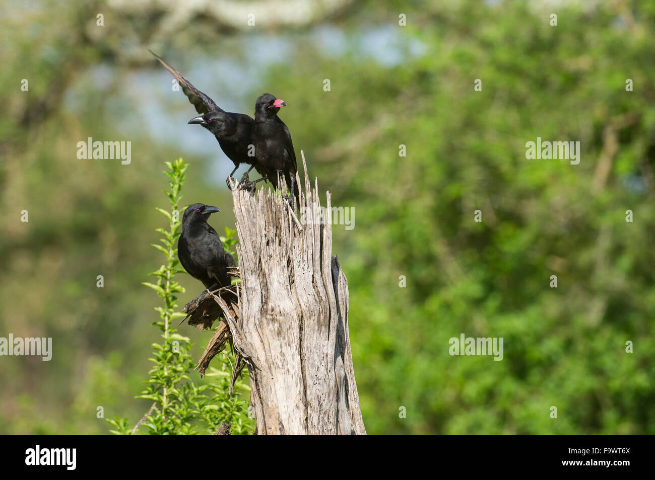 Piapiac Semliki wildlife reserve hi-res stock photography and images - Alamy