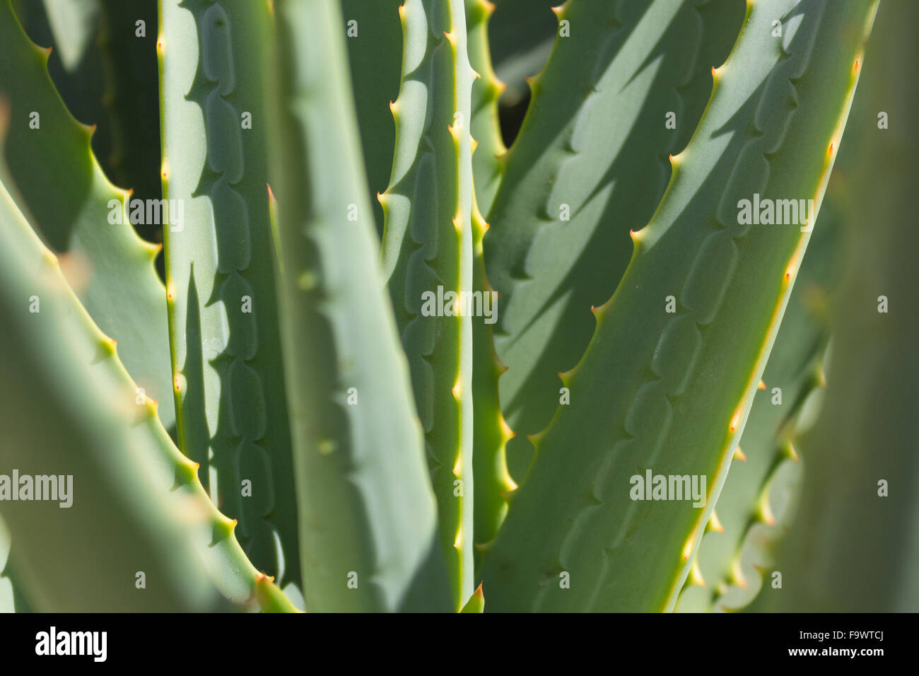 Aloe cactus closeup - Agave plant / details Stock Photo