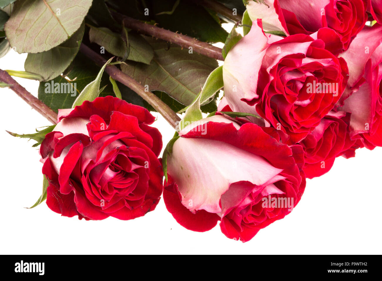 pink roses isolated on white Stock Photo - Alamy