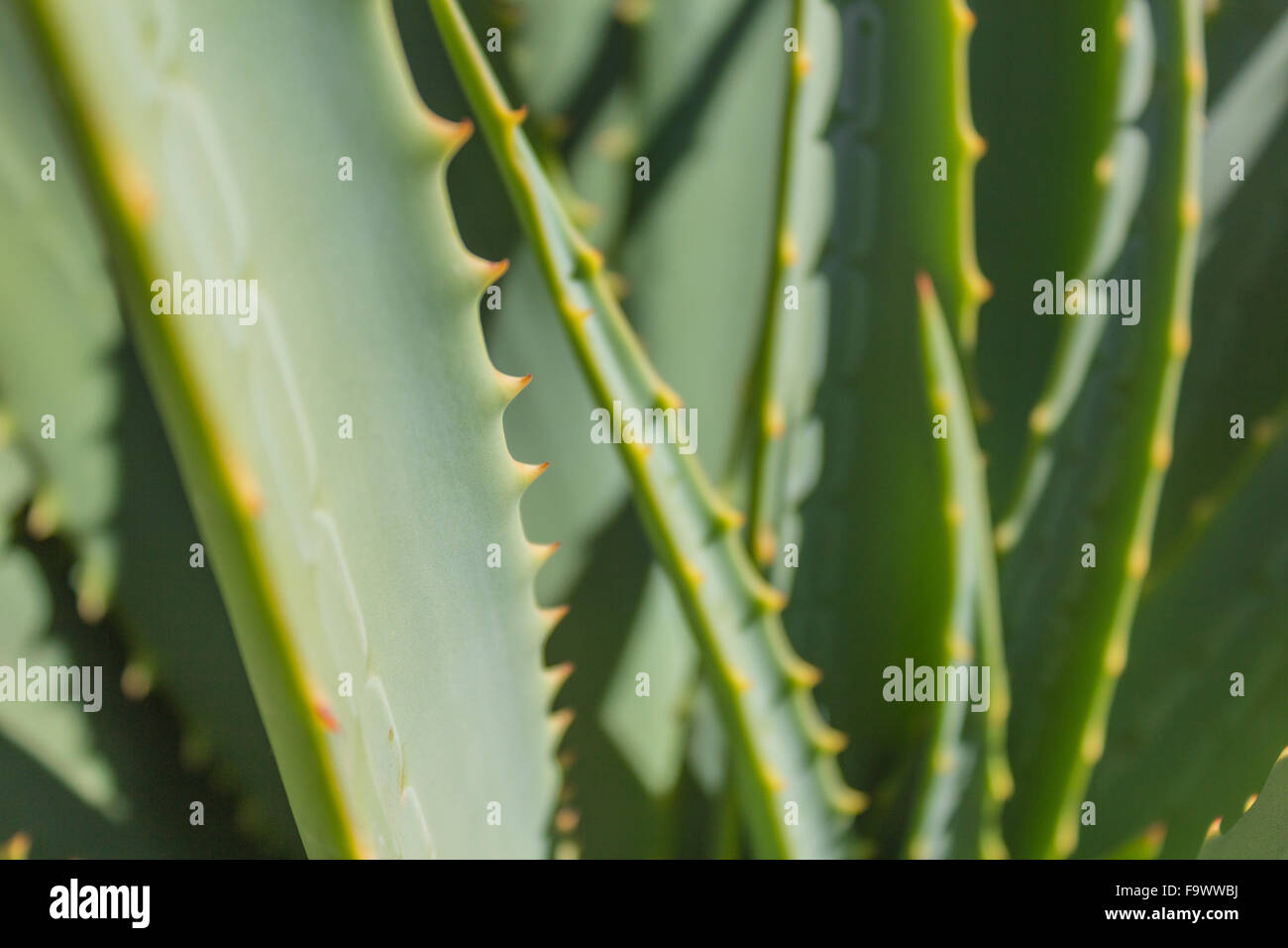 Aloe cactus closeup - Agave plant / details Stock Photo