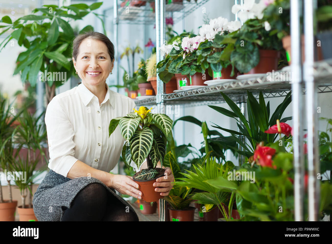 Happy mature woman chooses Aphelandra plant at flower shop Stock Photo