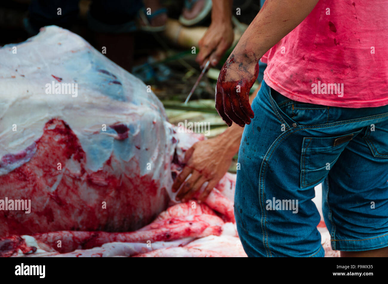 Hand full of blood in front a dead buffalo during the funeral Stock Photo