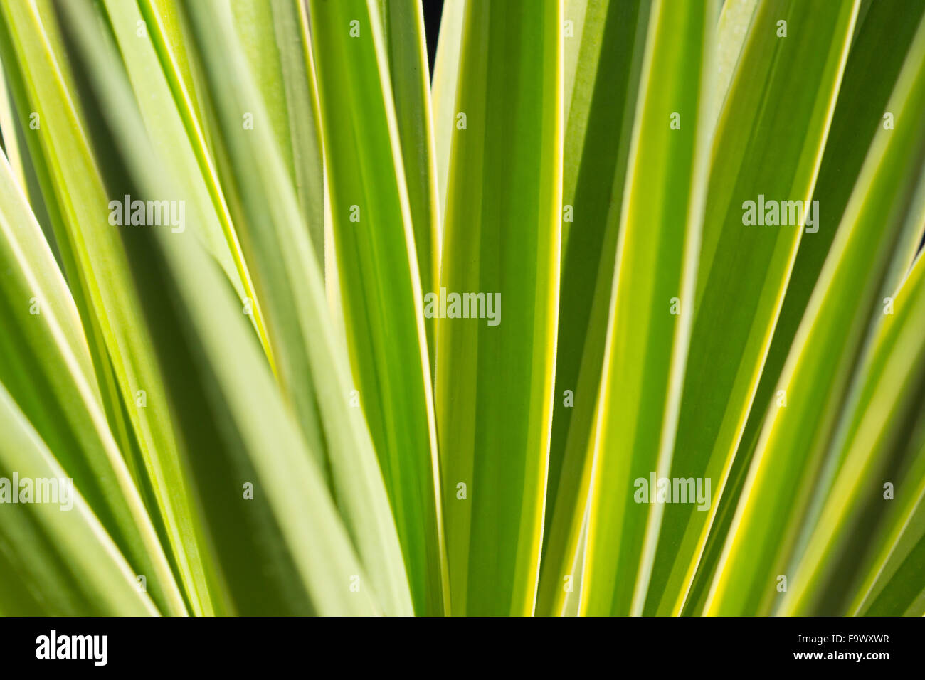 abstract green plant background - leaf closeup / nature pattern Stock Photo