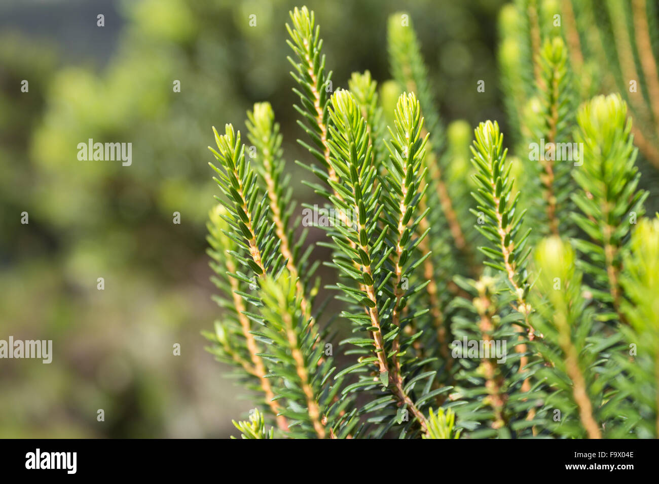 coniferous tree closeup / conifer tree macro - forest landscape Stock Photo