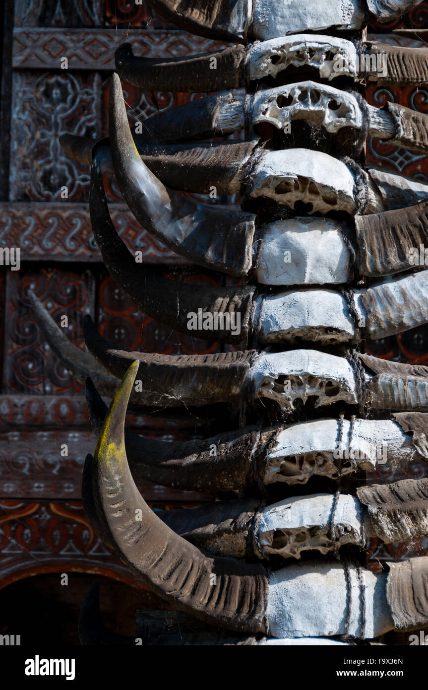 Closeup of Carabao buffalo Horns hanging on traditional house in Tana Toraja, Sulawesi Stock Photo