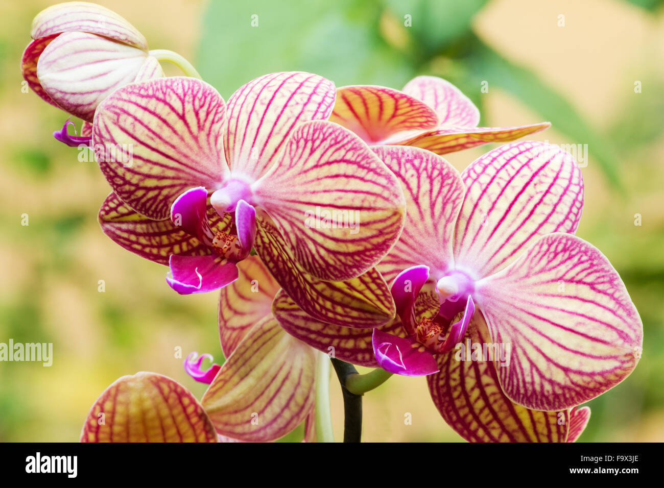 Orchid flowers on a natural background Stock Photo