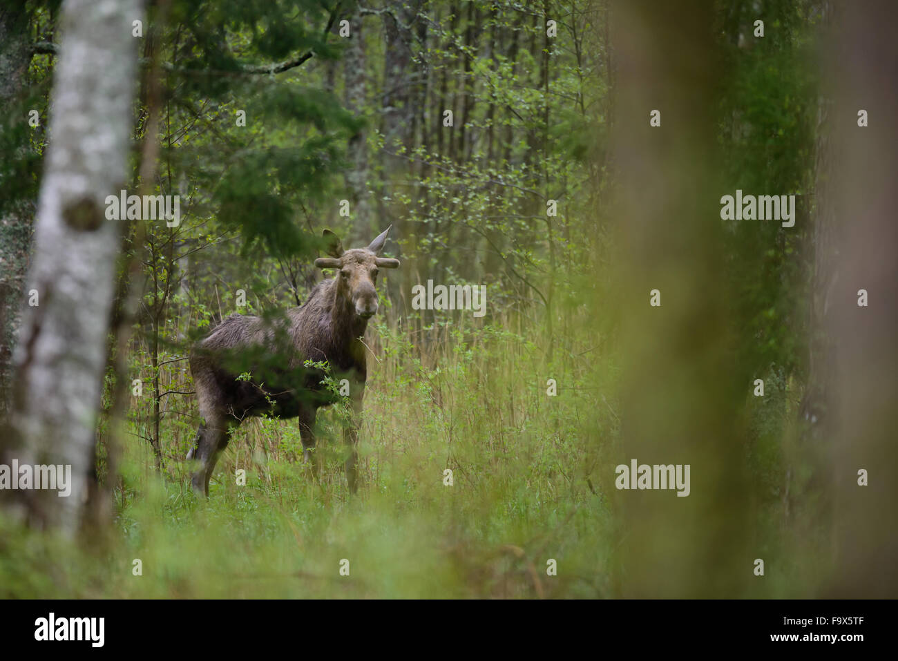A bull moose (Alces alce) stands in a lush forest in Estonia. Stock Photo