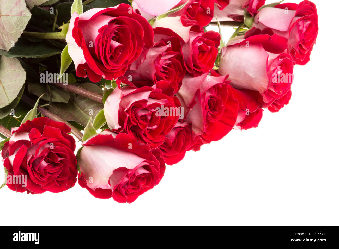 pink roses isolated on white Stock Photo - Alamy