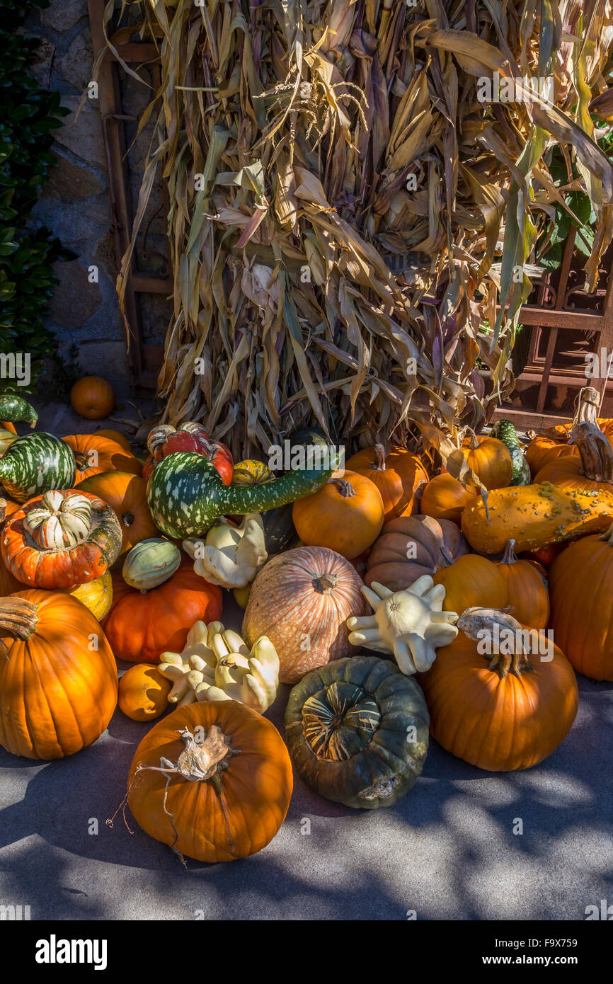 Seasonal autumn harvest at Peju Province Winery in Rutherford in the Napa Valley in Napa County California United States Stock Photo