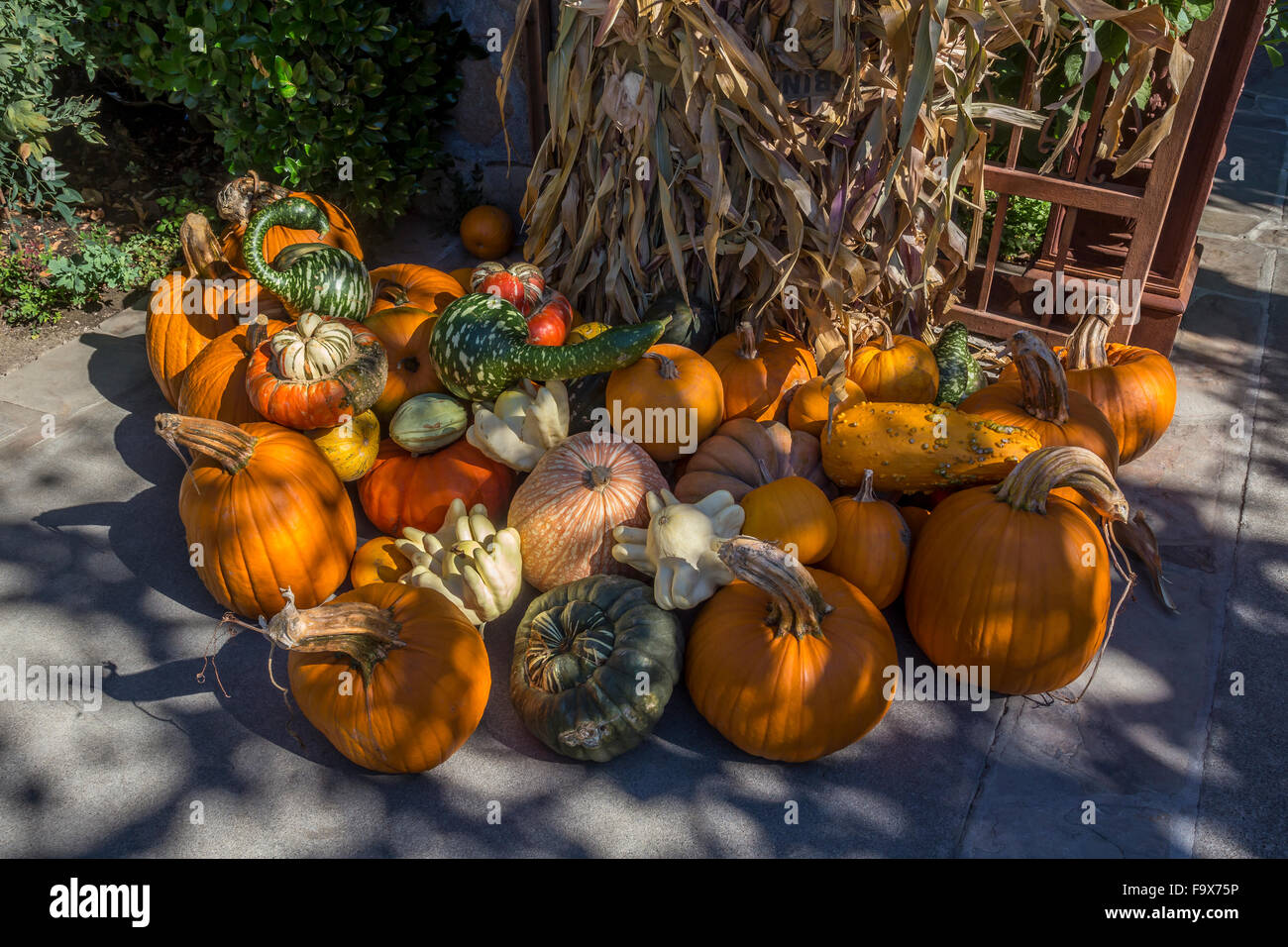 Seasonal autumn harvest at Peju Province Winery in Rutherford in the Napa Valley in Napa County California United States Stock Photo