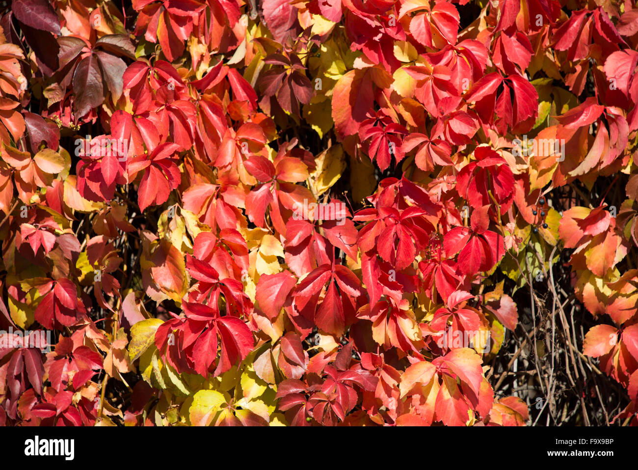 Alley with trees on autumn day Stock Photo - Alamy