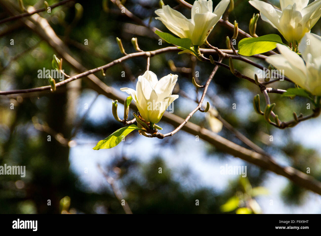 Blossoming of magnolia flowers in spring time Stock Photo - Alamy