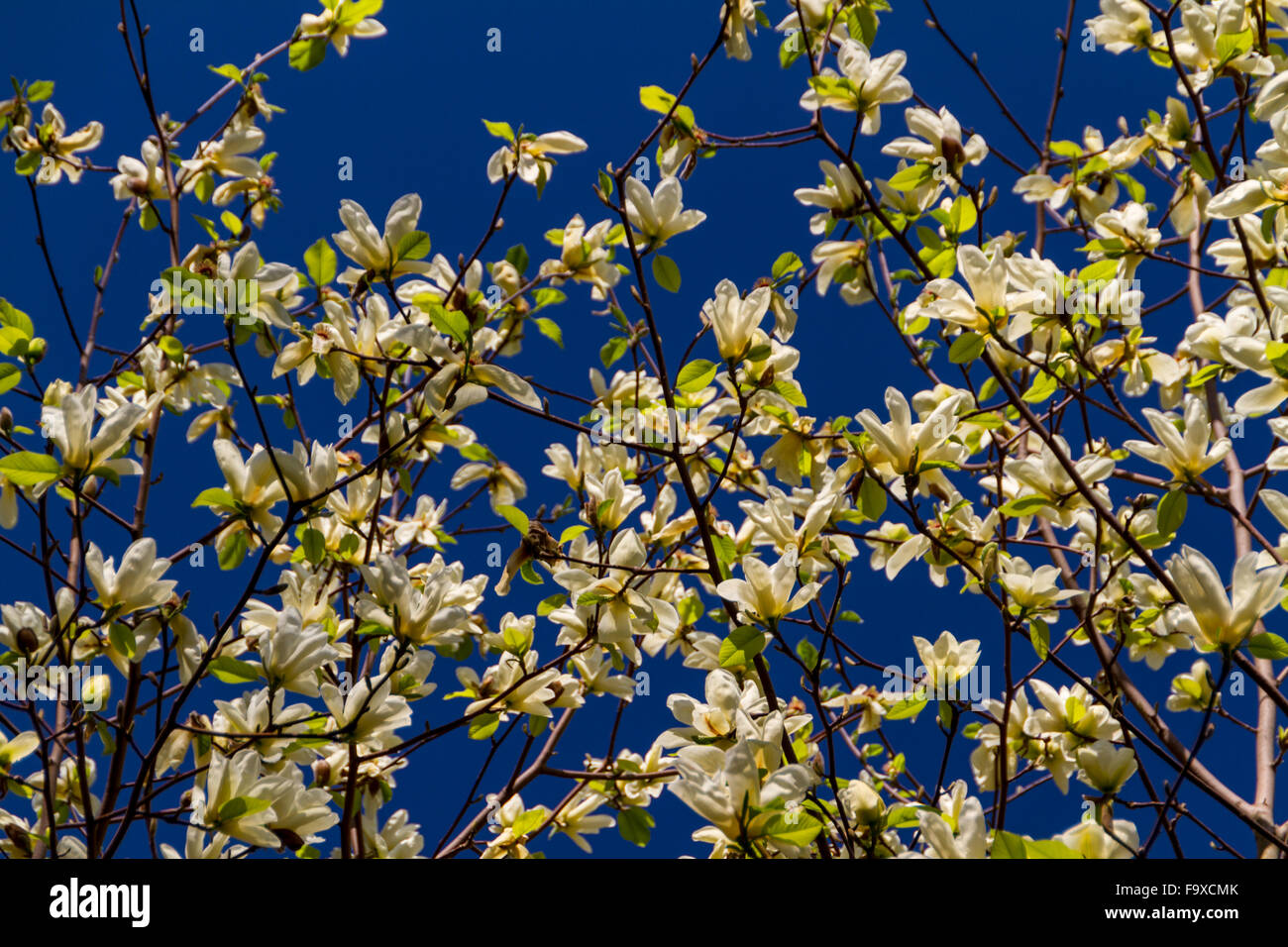 Blossoming of magnolia flowers in spring time Stock Photo - Alamy