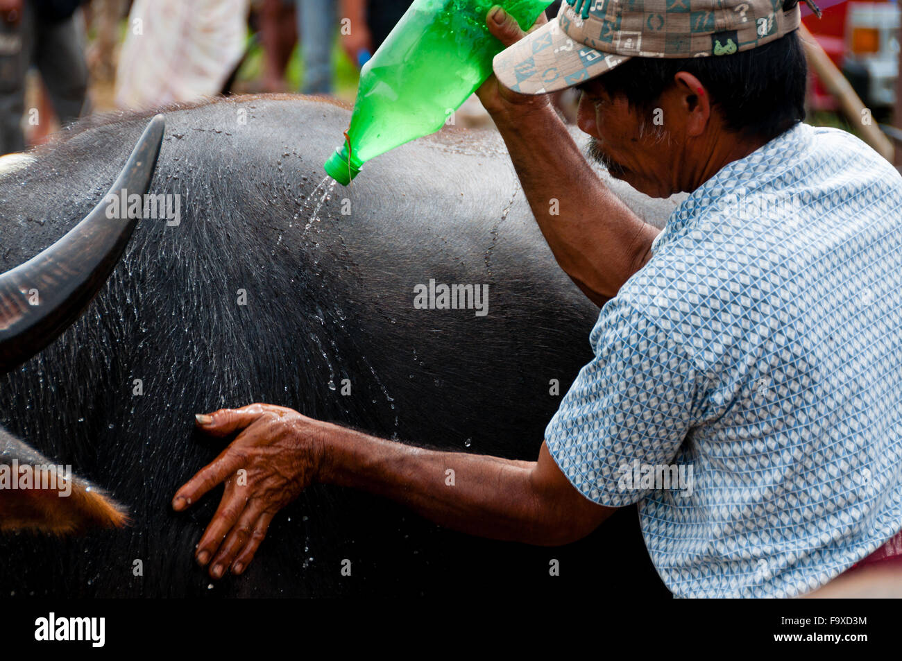 Man Pouring Water on a buffalo Carabao and washing it Stock Photo