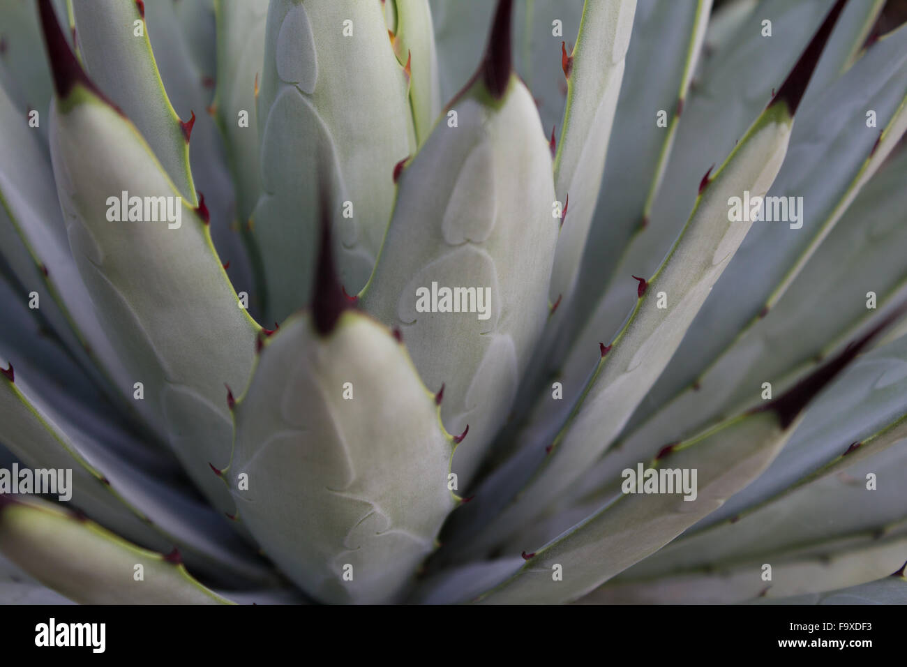 beautiful cactus plant macro - nature background Stock Photo
