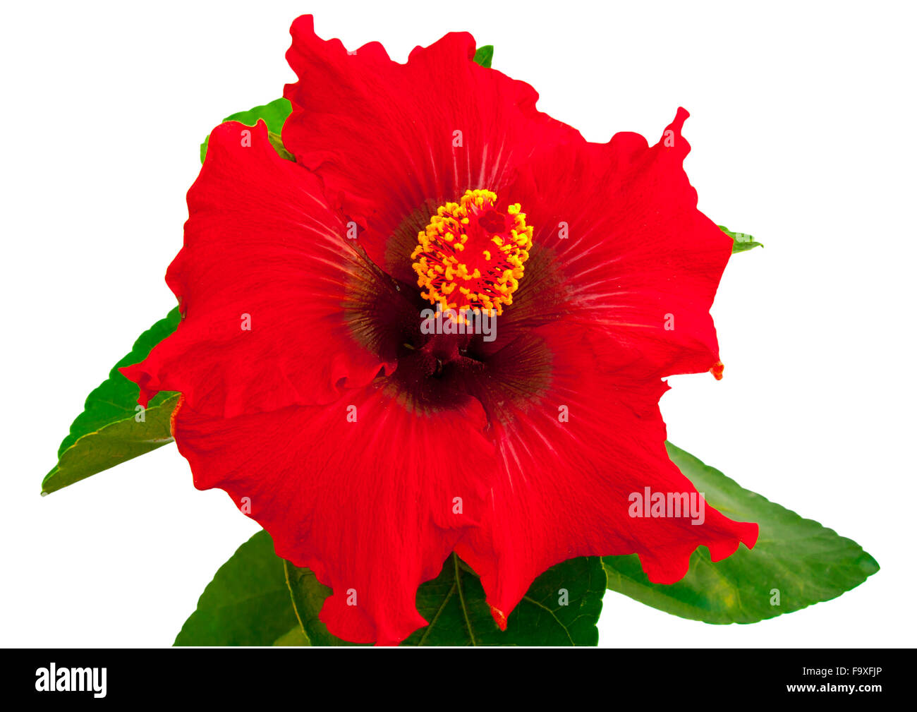 Spanish lady hibiscus hires stock photography and images Alamy
