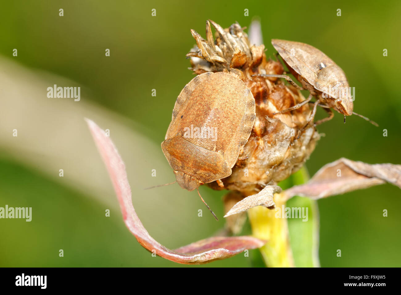 two-brown-shied-bugs-sitting-on-brown-bloom-stock-photo-alamy