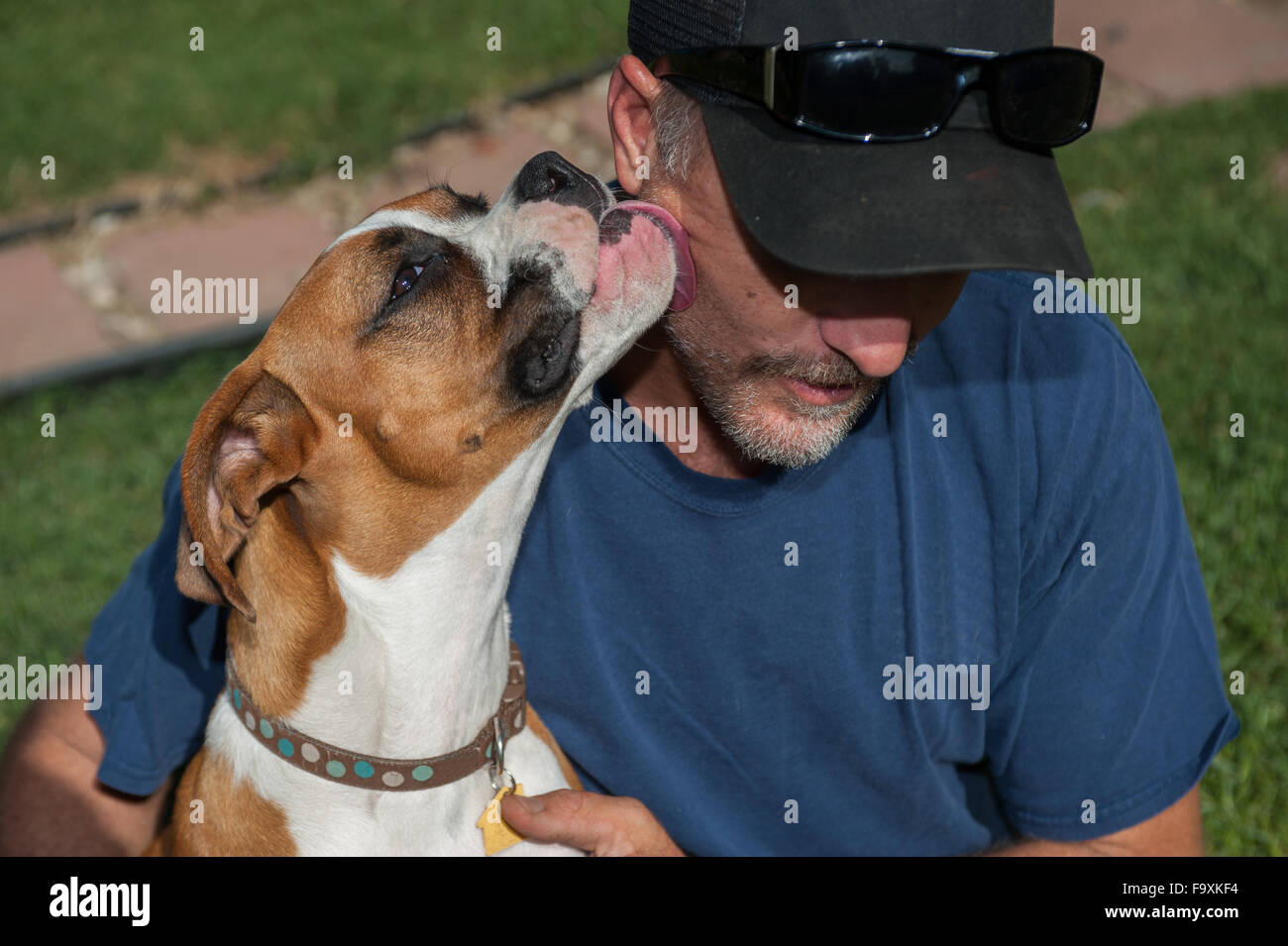 Tall man being licked by his female boxer dog Stock Photo
