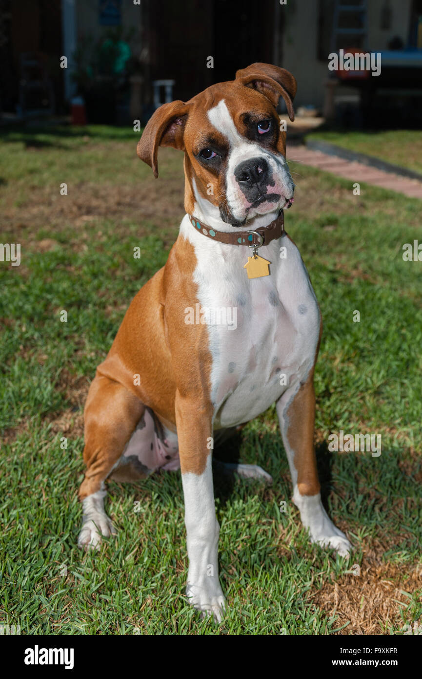 Brown and white Boxer dog. Stock Photo