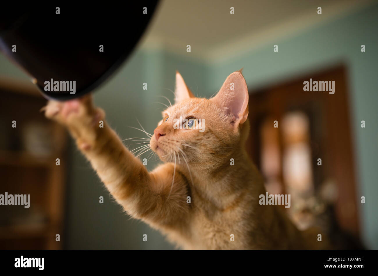 Portrait of curious cat Stock Photo