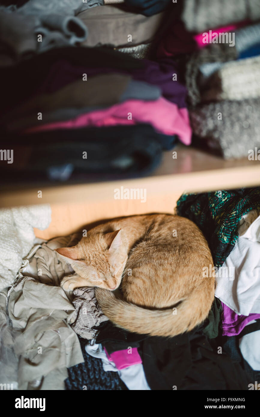 Tabby cat sleeping on clothing in a wardrobe Stock Photo Alamy