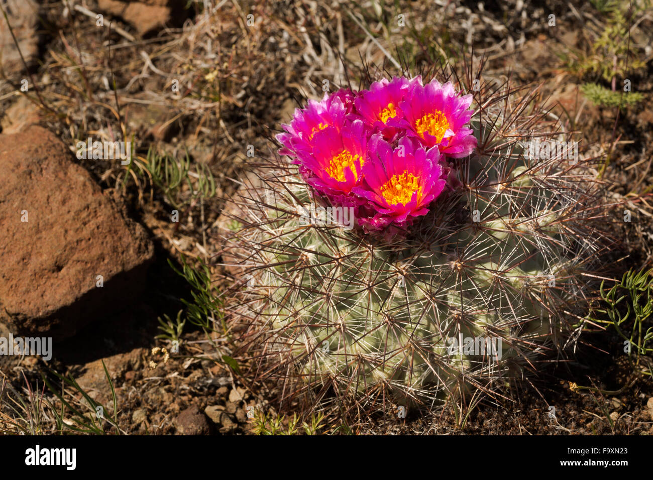 WA12394-00...WASHINGTON - Hedgehog cactus blooming in the shrub-steppe ecosystem found on Beezley Hills south of Quincy. Stock Photo