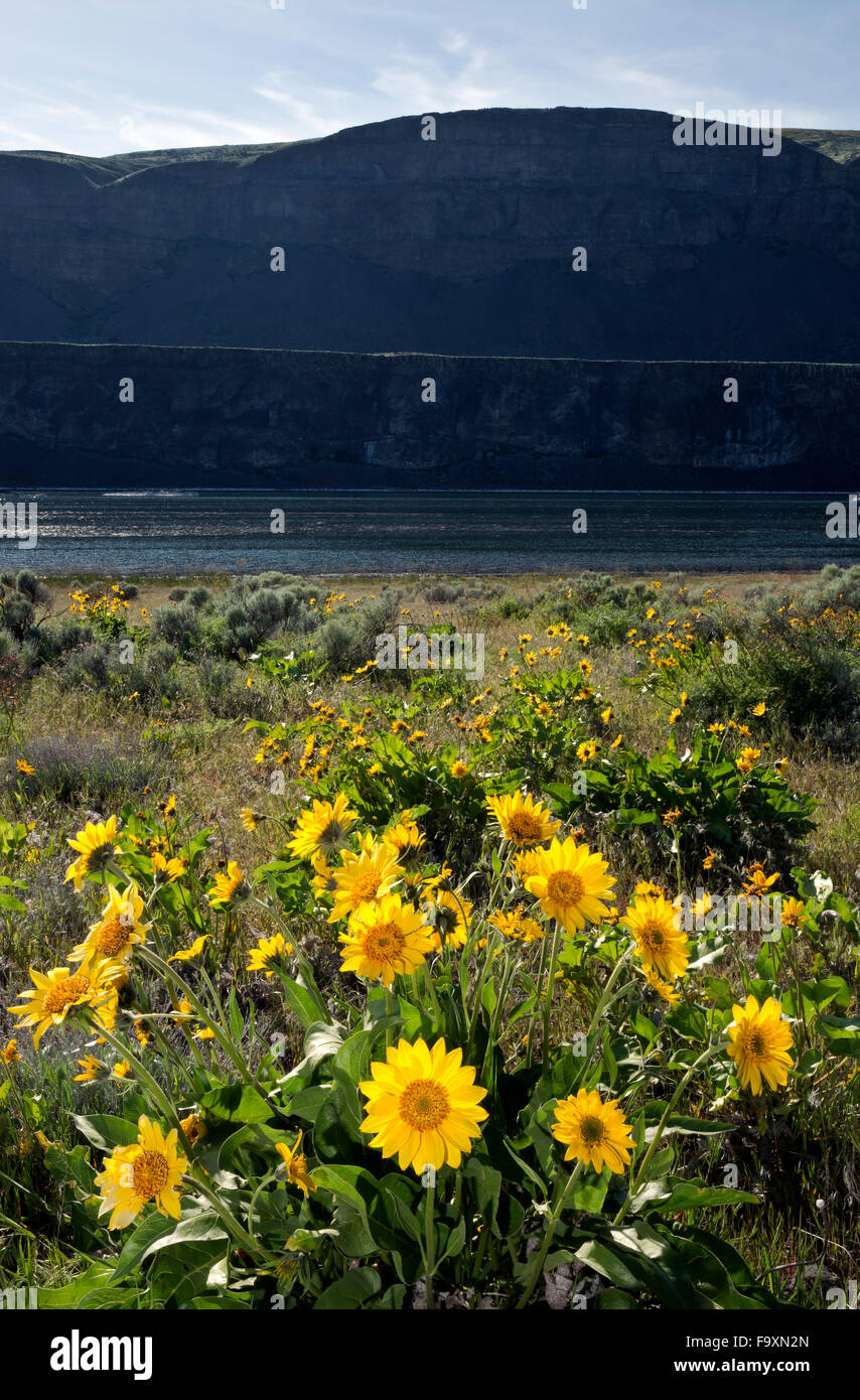 WA1239900...WASHINGTON Balsamroot blooming along the shores of