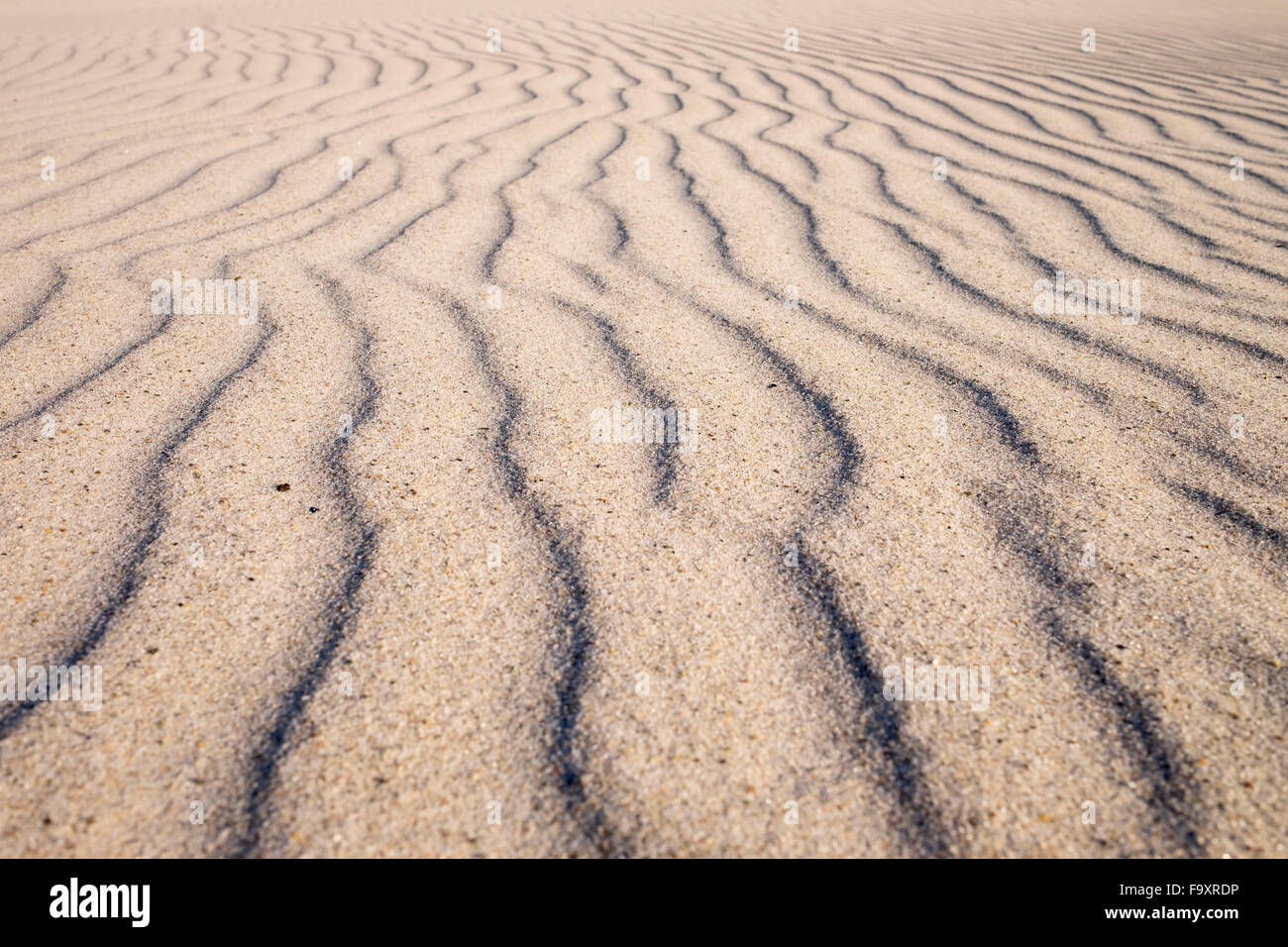 Germany, Mecklenburg-Western Pomerania, Born auf dem Darss, rippled sand dune Stock Photo