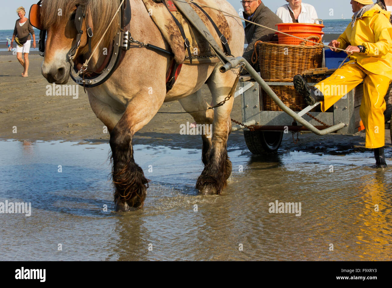 Fish Being Ridden Fisherman wadding in the sea. Shrimp fishing - the world's last ...