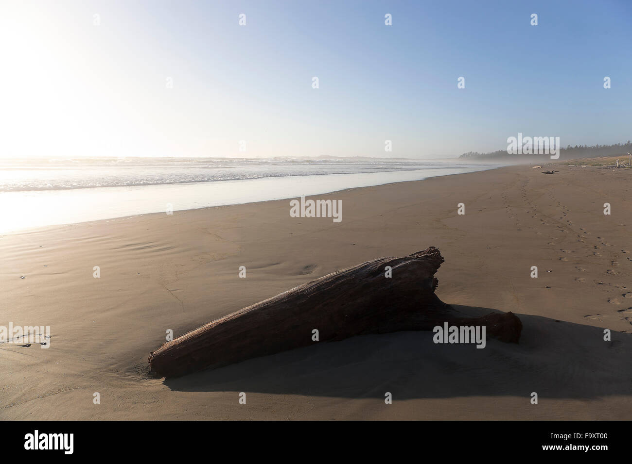 Canada, Vancouver Island, Longbeach, Driftwood on the beach Stock Photo