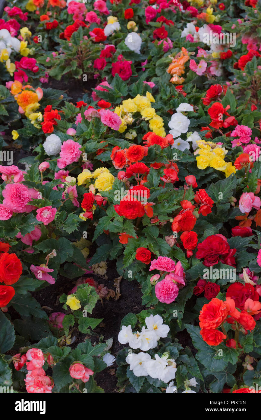 city bed with flowers of different coloring Stock Photo - Alamy