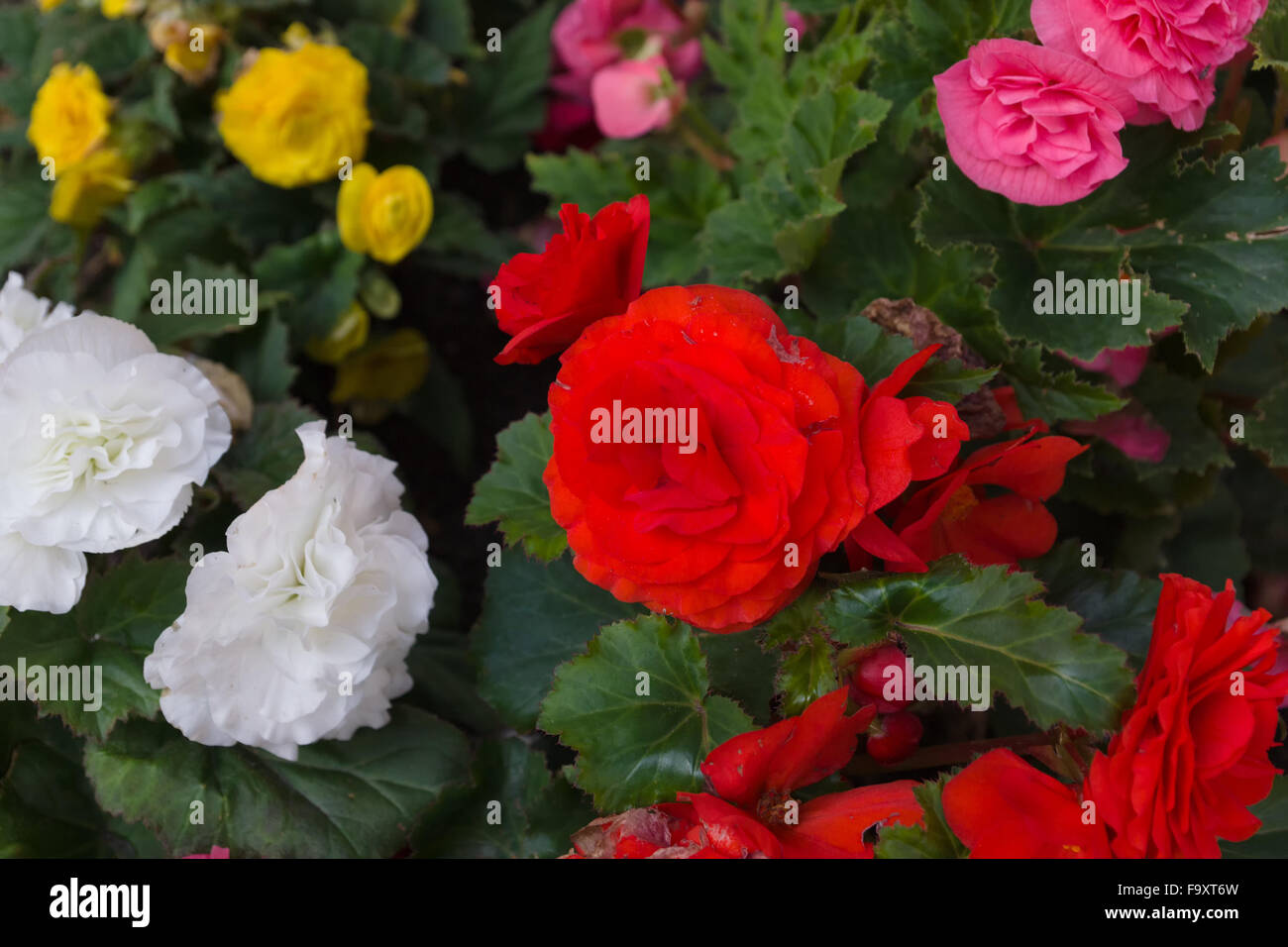 city bed with flowers of different coloring Stock Photo - Alamy