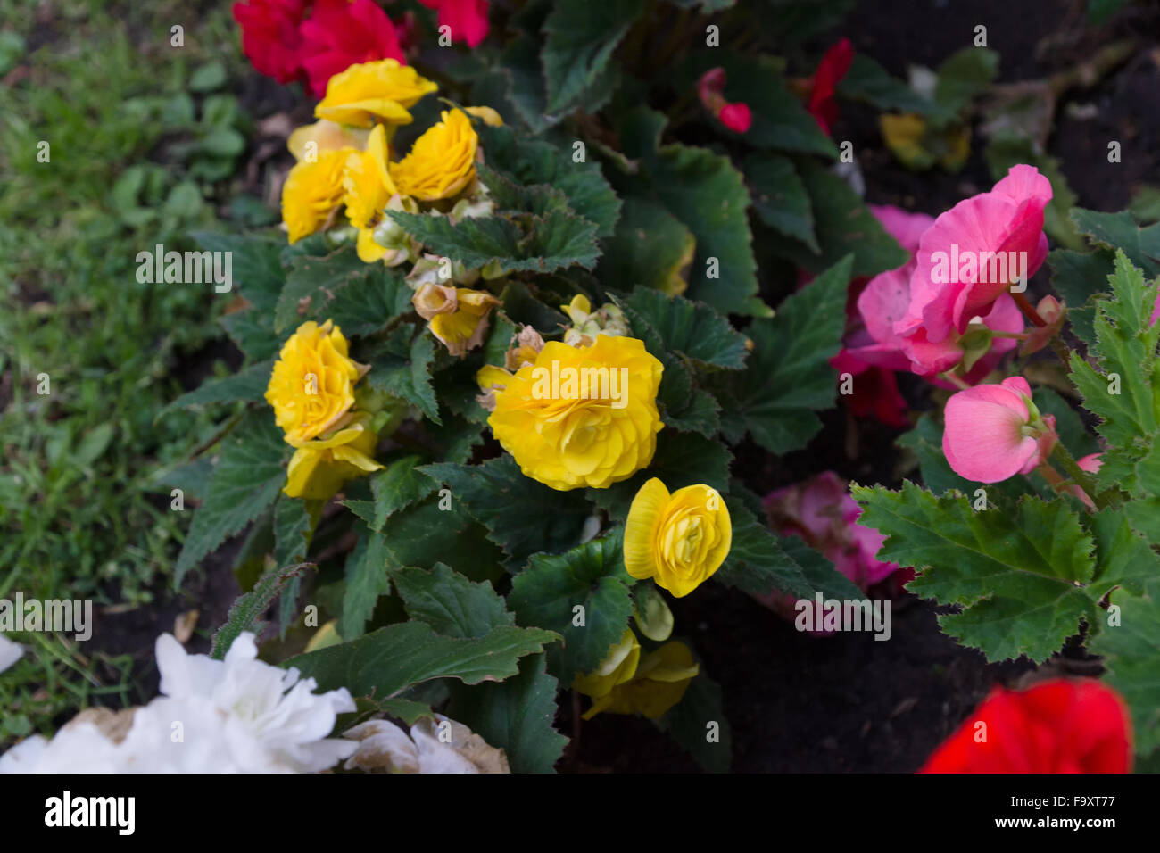 city bed with flowers of different coloring Stock Photo - Alamy