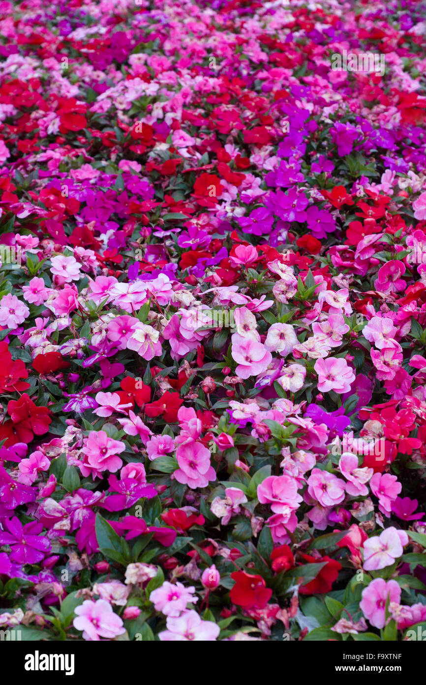 city bed with flowers of different coloring Stock Photo - Alamy