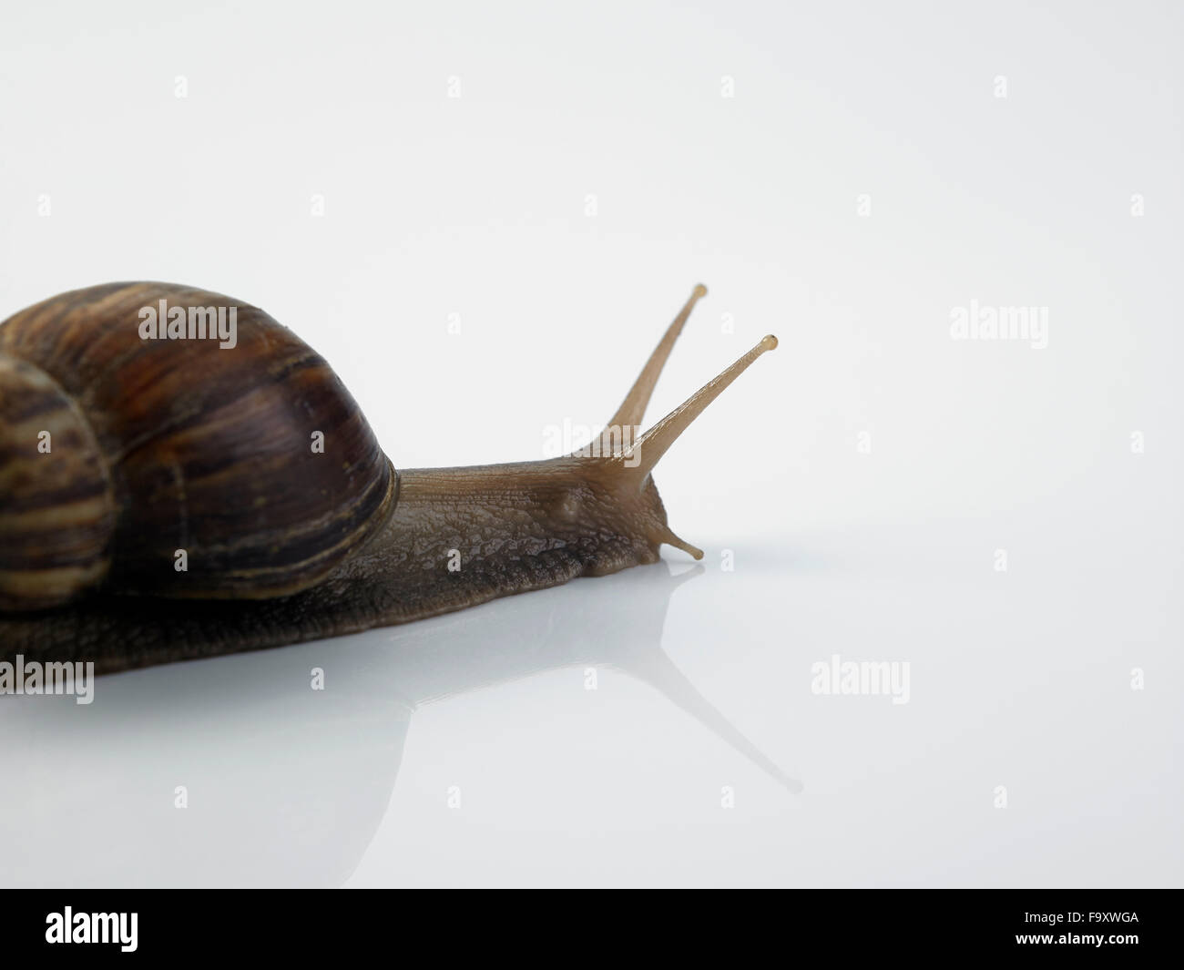 Garden snail on white background Stock Photo - Alamy