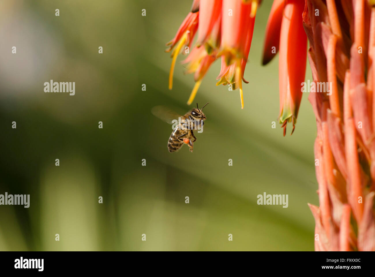 European honey bees hi-res stock photography and images - Alamy