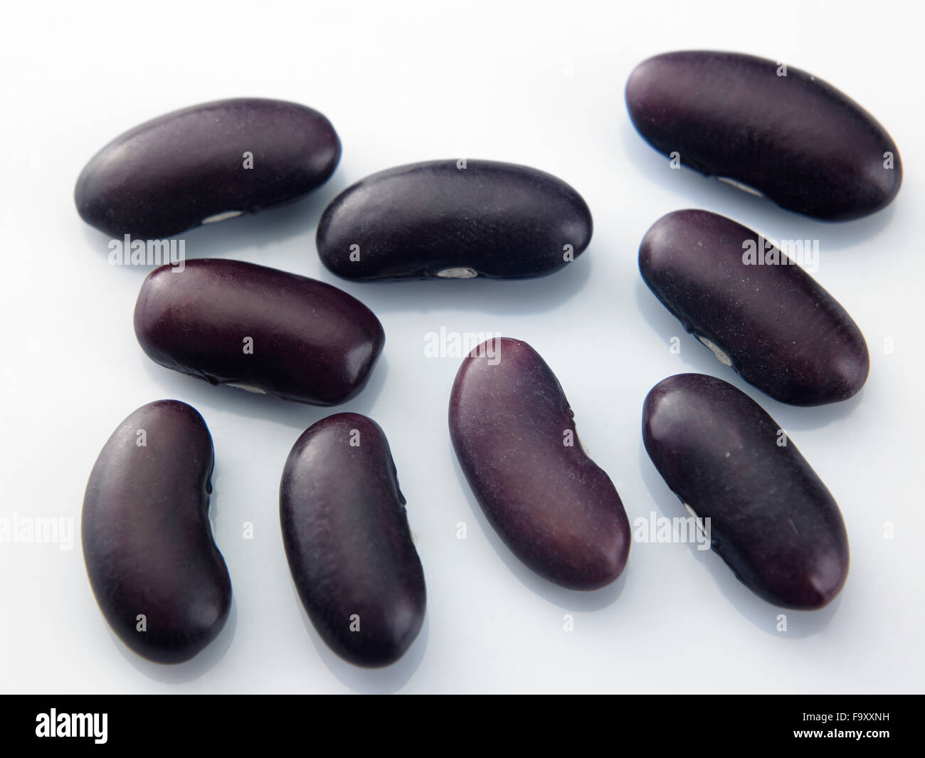 Kidney structure hires stock photography and images Alamy