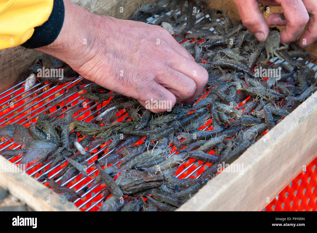 Shrimp. Shrimp fishing - the world's last remaining horseback fishermen ...