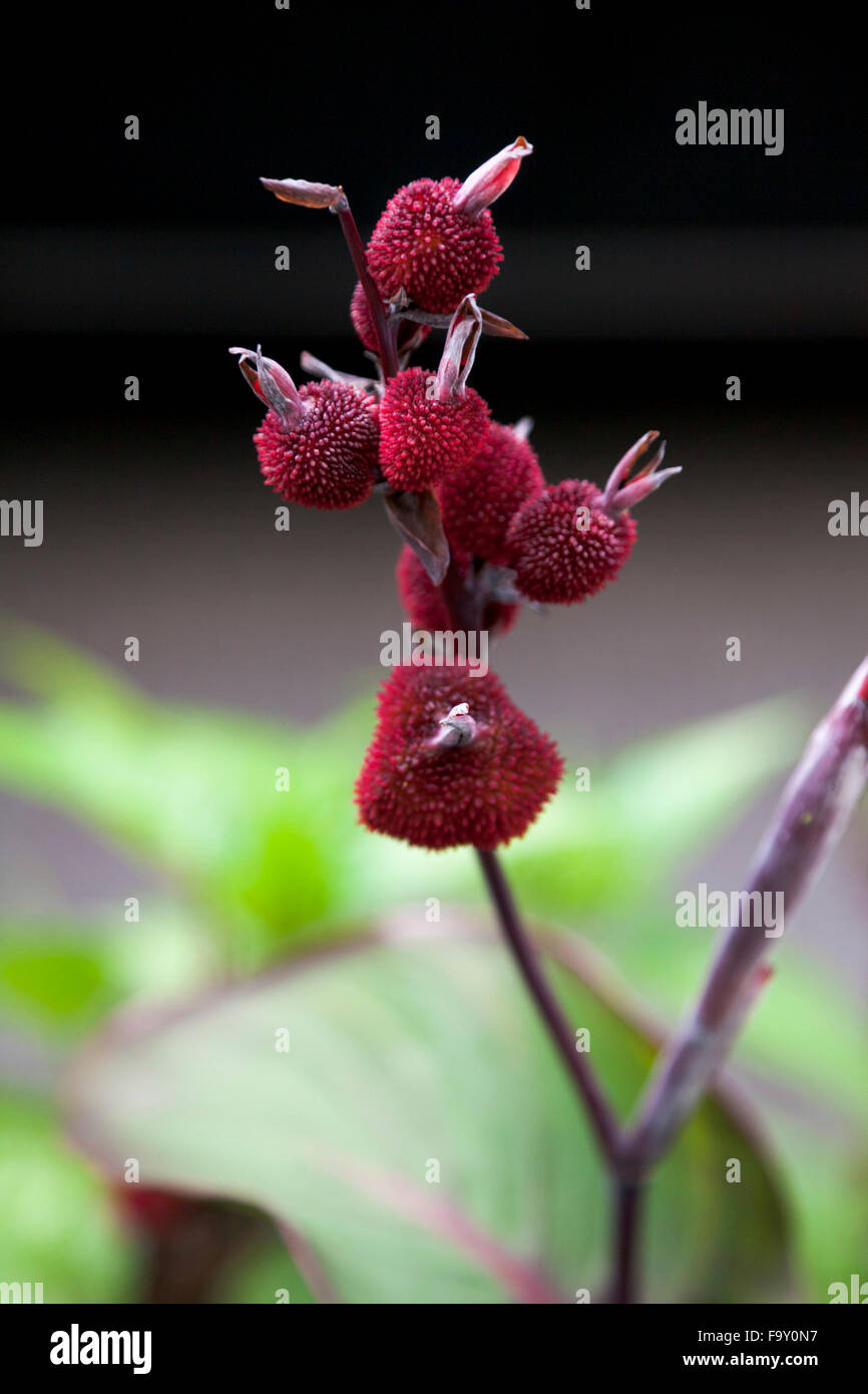 Fruit / pods of the wild canna lily Stock Photo