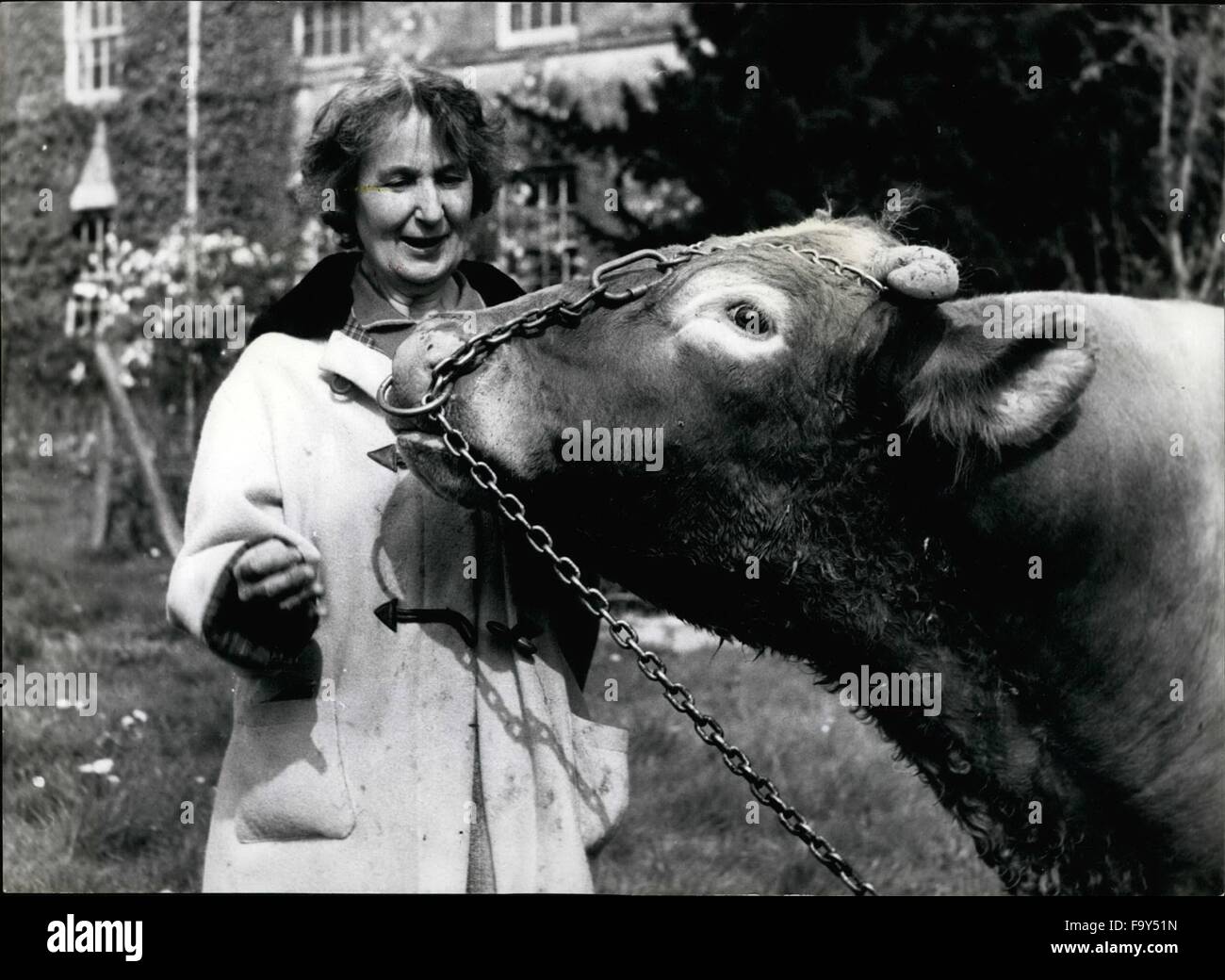 1968 - Misss Molly Atherton, Superintendent, Who Has Been At Ferne, S For The Past 16 Years, Is On Very Freionly Terms With 14 Year-Old Apollo, The Bull Saved From Slaughter After Retirement From The Famous Hamilton Herd. He Has Appeared On Bbc -Tv, S .G000 Companions'' Programme And Brought In Some Money For Ferne. © Keystone Pictures USA/ZUMAPRESS.com/Alamy Live News Stock Photo