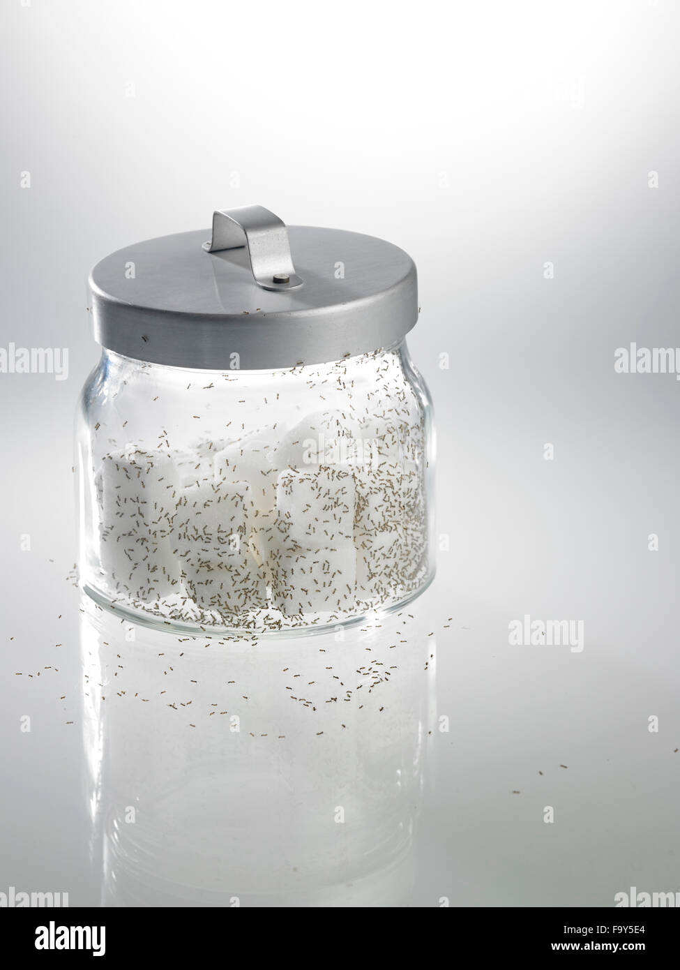 https://c8.alamy.com/comp/F9Y5E4/cube-sugar-surrounded-by-ants-F9Y5E4.jpg