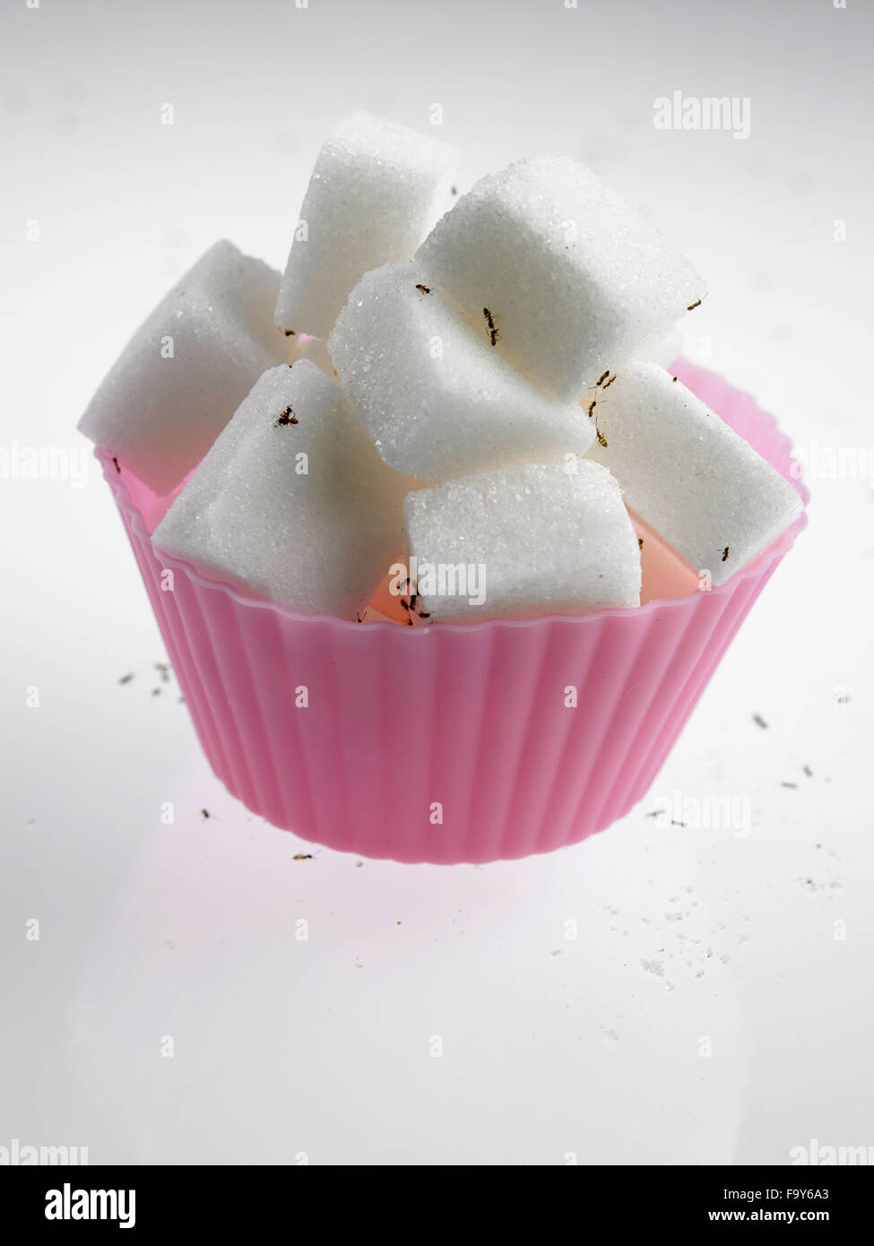 https://c8.alamy.com/comp/F9Y6A3/cube-sugar-in-cup-cake-mold-surrounded-with-ants-F9Y6A3.jpg