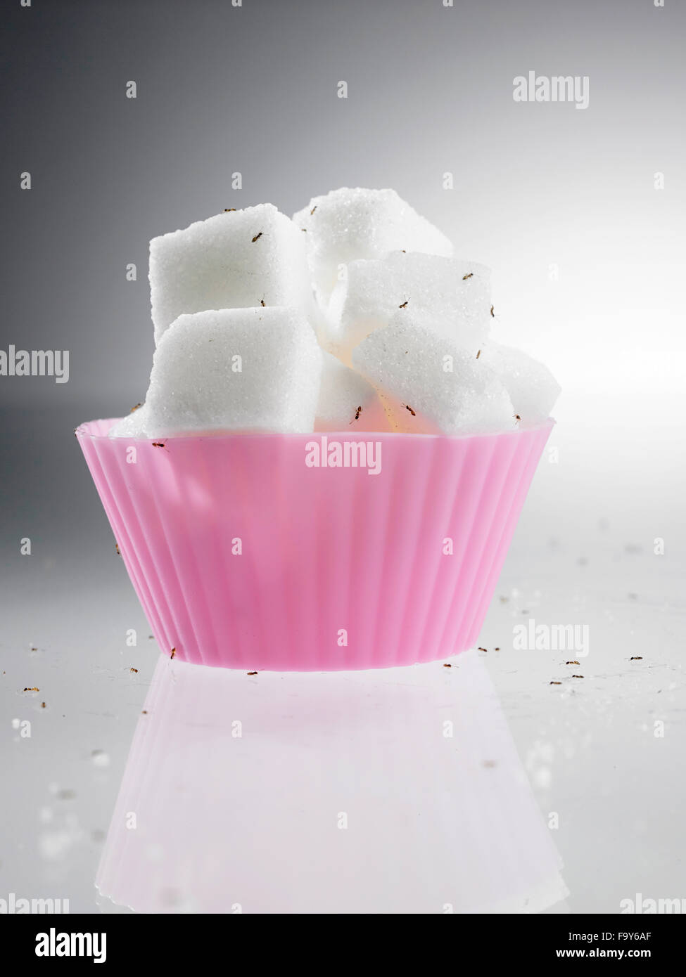 cube sugar in cup cake mold surrounded with ants Stock Photo - Alamy