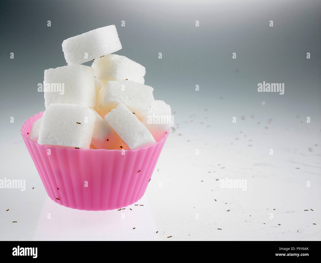 cube sugar in cup cake mold surrounded with ants Stock Photo - Alamy