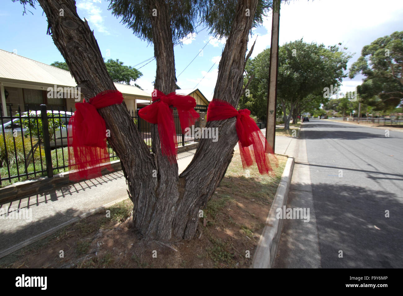 Adelaide street trees hires stock photography and images Alamy